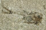 Oligocene Fossil Deep-Sea Hatchetfish (Polyipnus) - Poland #374279-1